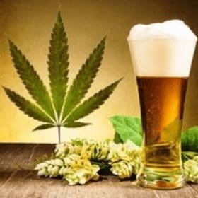 WSWA will support cannabis if regulated like alcohol